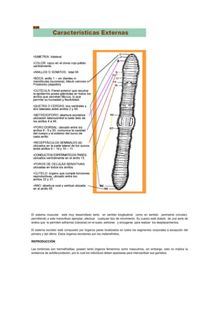 GuíA De Lombricultura 1