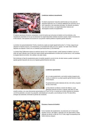 GuíA De Lombricultura 1