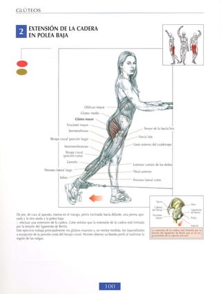 GUIA DE MUSCULACION