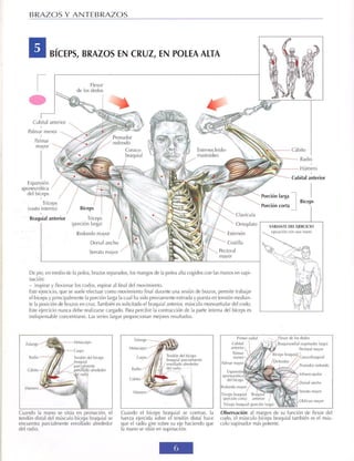GUIA DE MUSCULACION
