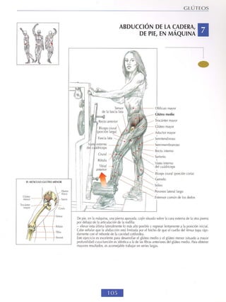 GUIA DE MUSCULACION