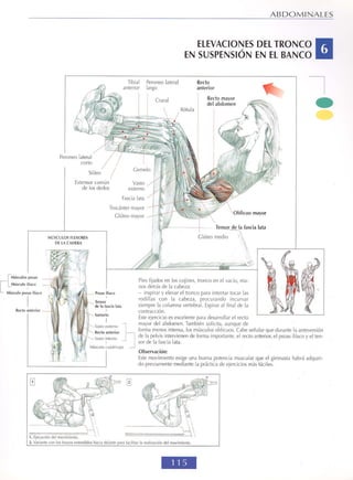 GUIA DE MUSCULACION