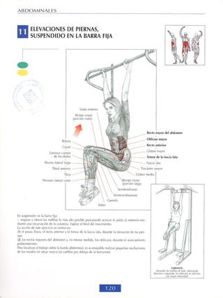 GUIA DE MUSCULACION