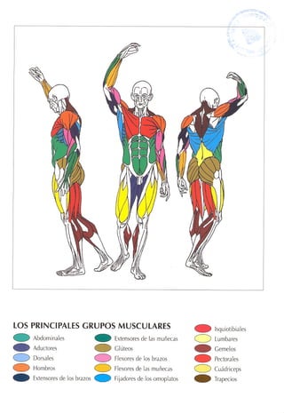 GUIA DE MUSCULACION