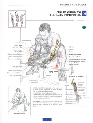 GUIA DE MUSCULACION
