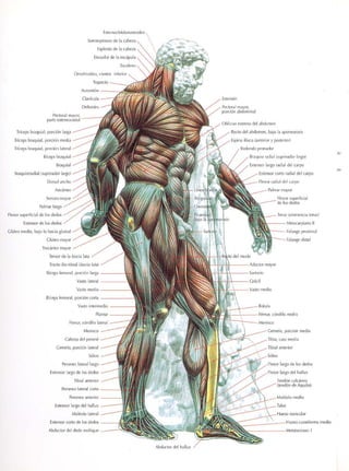GUIA DE MUSCULACION