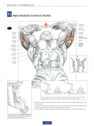 GUIA DE MUSCULACION