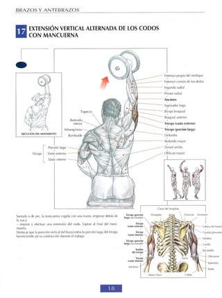 GUIA DE MUSCULACION
