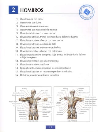 GUIA DE MUSCULACION