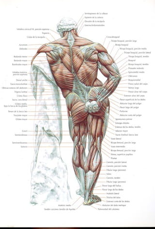 GUIA DE MUSCULACION