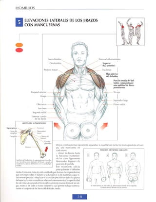 GUIA DE MUSCULACION