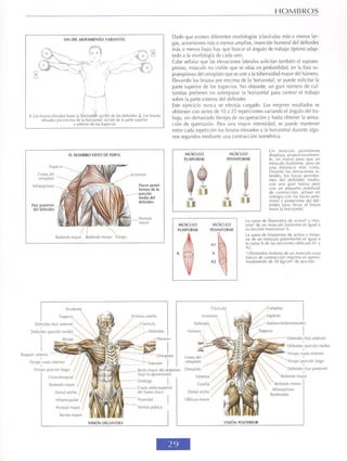 GUIA DE MUSCULACION