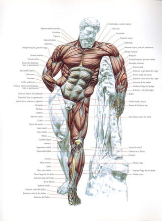 GUIA DE MUSCULACION