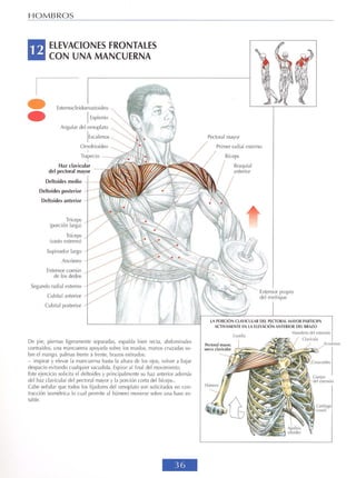 GUIA DE MUSCULACION