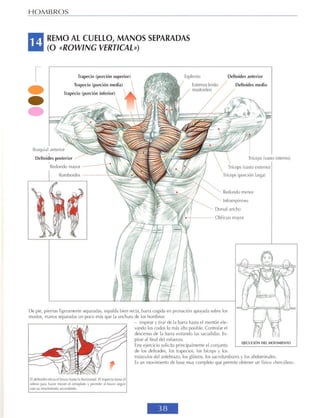 GUIA DE MUSCULACION