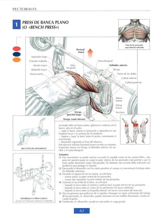 GUIA DE MUSCULACION