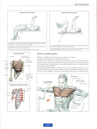 GUIA DE MUSCULACION
