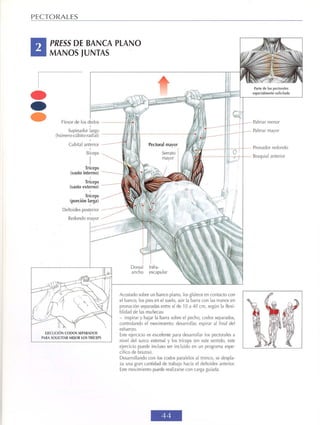 GUIA DE MUSCULACION