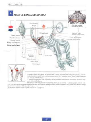 GUIA DE MUSCULACION