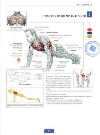GUIA DE MUSCULACION