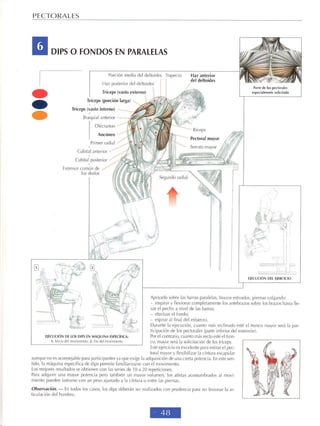 GUIA DE MUSCULACION
