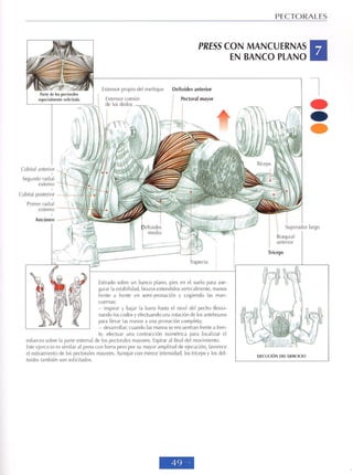 GUIA DE MUSCULACION