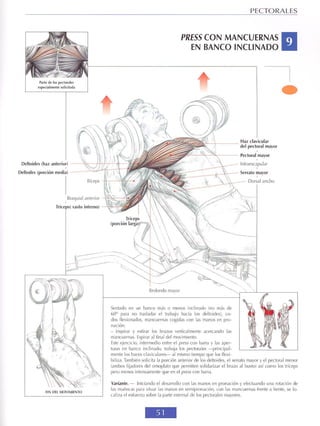 GUIA DE MUSCULACION