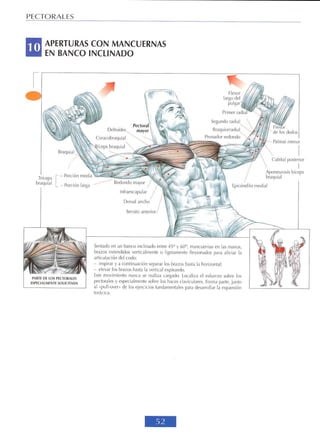 GUIA DE MUSCULACION