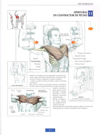 GUIA DE MUSCULACION