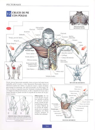 GUIA DE MUSCULACION