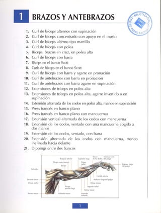 GUIA DE MUSCULACION