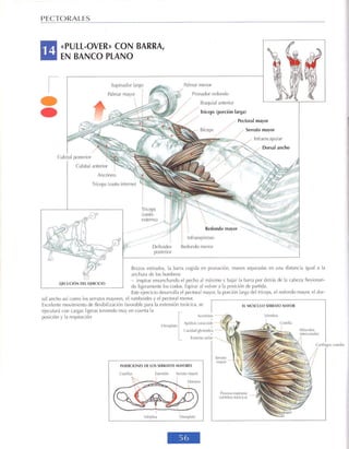 GUIA DE MUSCULACION