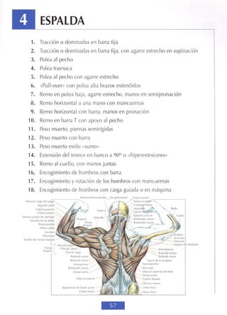 GUIA DE MUSCULACION