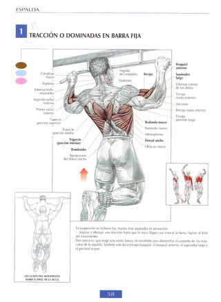 GUIA DE MUSCULACION