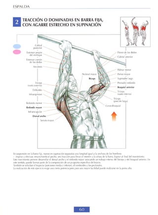 GUIA DE MUSCULACION