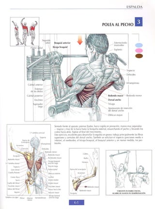 GUIA DE MUSCULACION