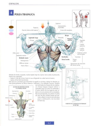 GUIA DE MUSCULACION