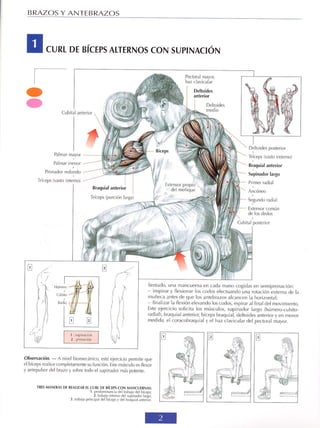 GUIA DE MUSCULACION