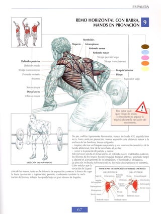 GUIA DE MUSCULACION