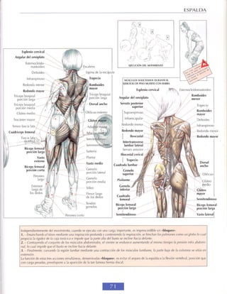 GUIA DE MUSCULACION