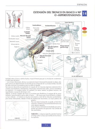 GUIA DE MUSCULACION