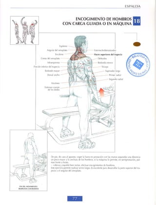 GUIA DE MUSCULACION
