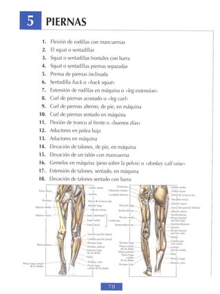 GUIA DE MUSCULACION