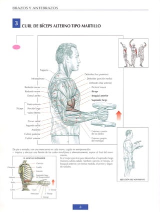 GUIA DE MUSCULACION