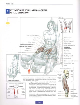 GUIA DE MUSCULACION