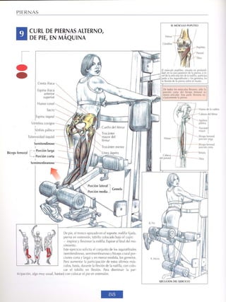 GUIA DE MUSCULACION