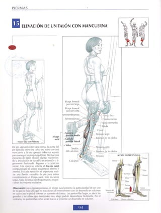 GUIA DE MUSCULACION