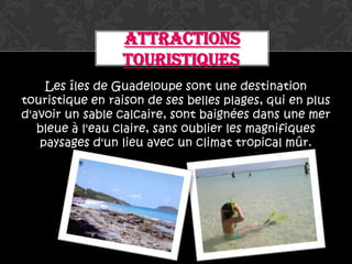 ATTRACTIONS
                  TOURISTIQUES
    Les îles de Guadeloupe sont une destination
touristique en raison de ses belles plages, qui en plus
d'avoir un sable calcaire, sont baignées dans une mer
   bleue à l'eau claire, sans oublier les magnifiques
   paysages d'un lieu avec un climat tropical mûr.
 