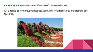 La forêt humide se situe entre 500 et 1000 mètres d'altitude.
On y trouve de nombreuses espèces végétales, notamment des orchidées et des
fougères.
 