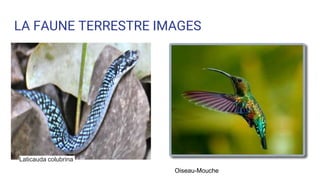 LA FAUNE TERRESTRE IMAGES
Oiseau-Mouche
Laticauda colubrina
 